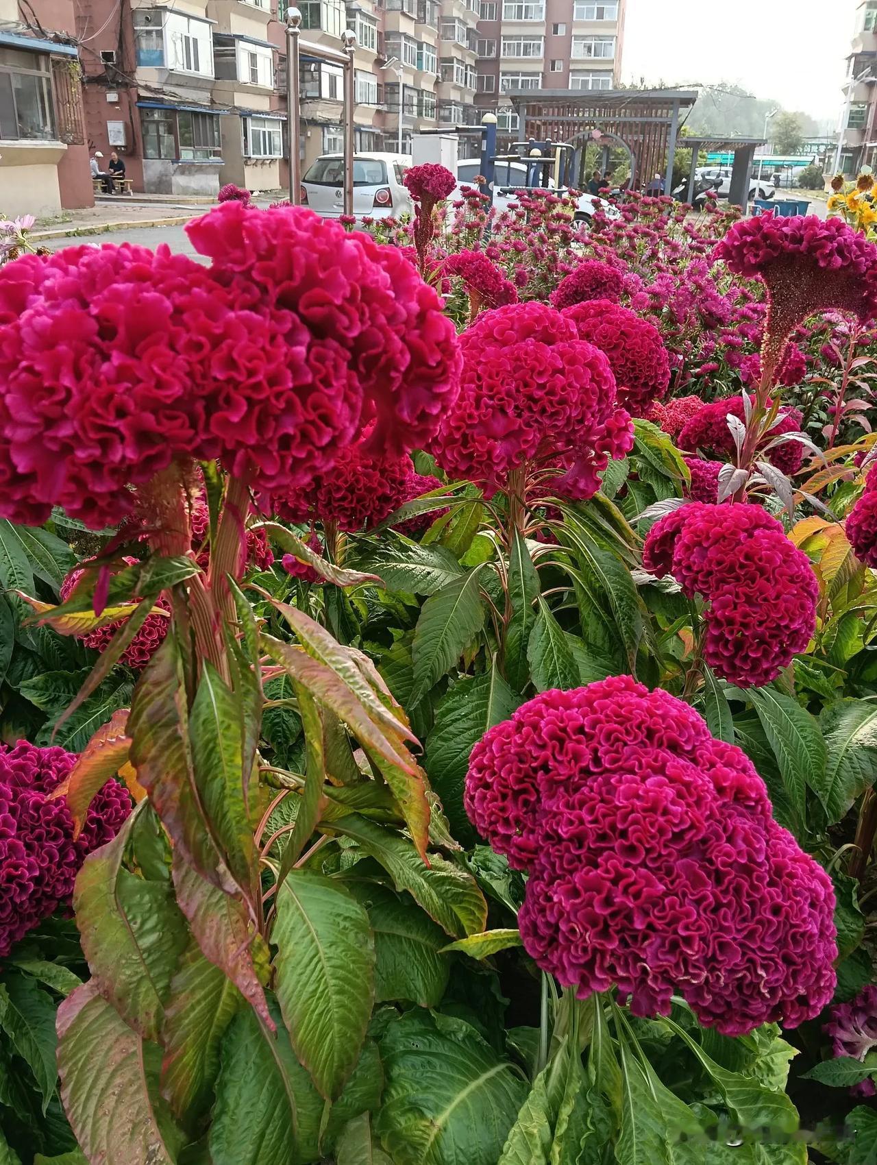 秋天里艳丽的花#那些好看的花花草草##秋天随手拍的花# #冬日花美景分享#