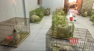彻底被熟人做局！辽宁老板豪掷178.7万购入36只纯血名犬，大半实为杂交串串。