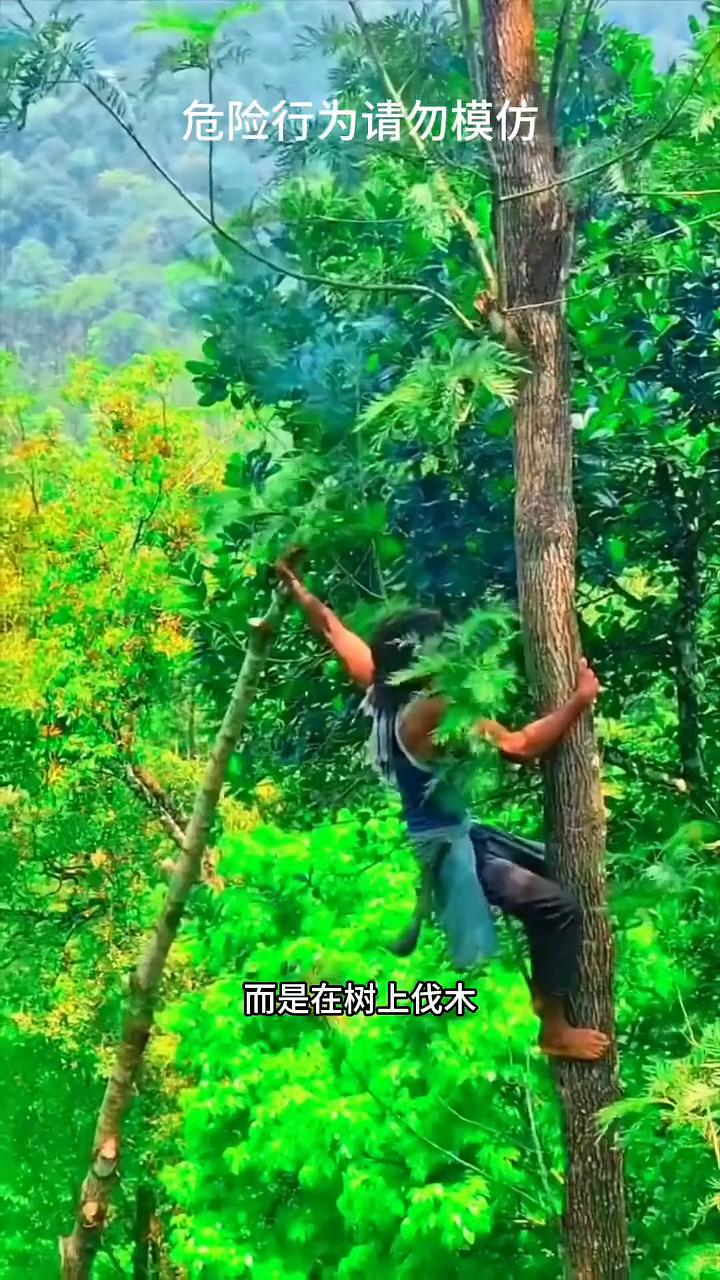 在南印度部分地区经常能看见人在大树之间来回跳跃，第一眼看上去如同惊险的科技表演。