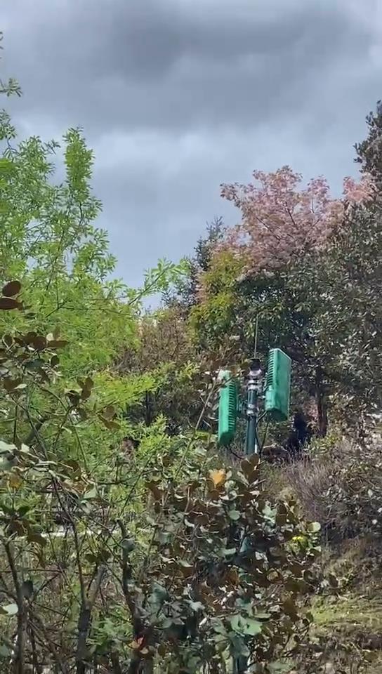 算了，屏幕共享的。