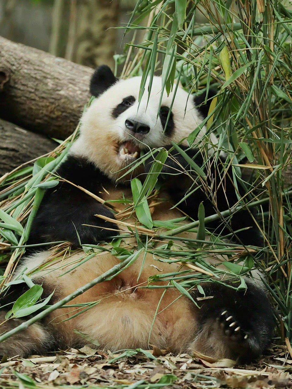 熊猫守护者 瘫坐在竹林堆里干饭的大熊猫，姿势随性又自在。四仰八叉躺倒在满地翠竹之