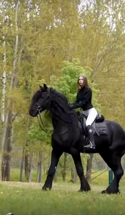 他们口中说的高头大马，应该就是这个品种的马儿，确实挺霸气的。