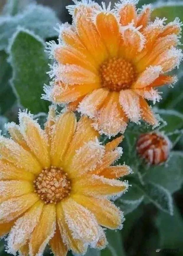 《入冬随想》

寒风凛冽已入冬，

天寒地冻霜无声。

落叶离枝随风去，

秋去