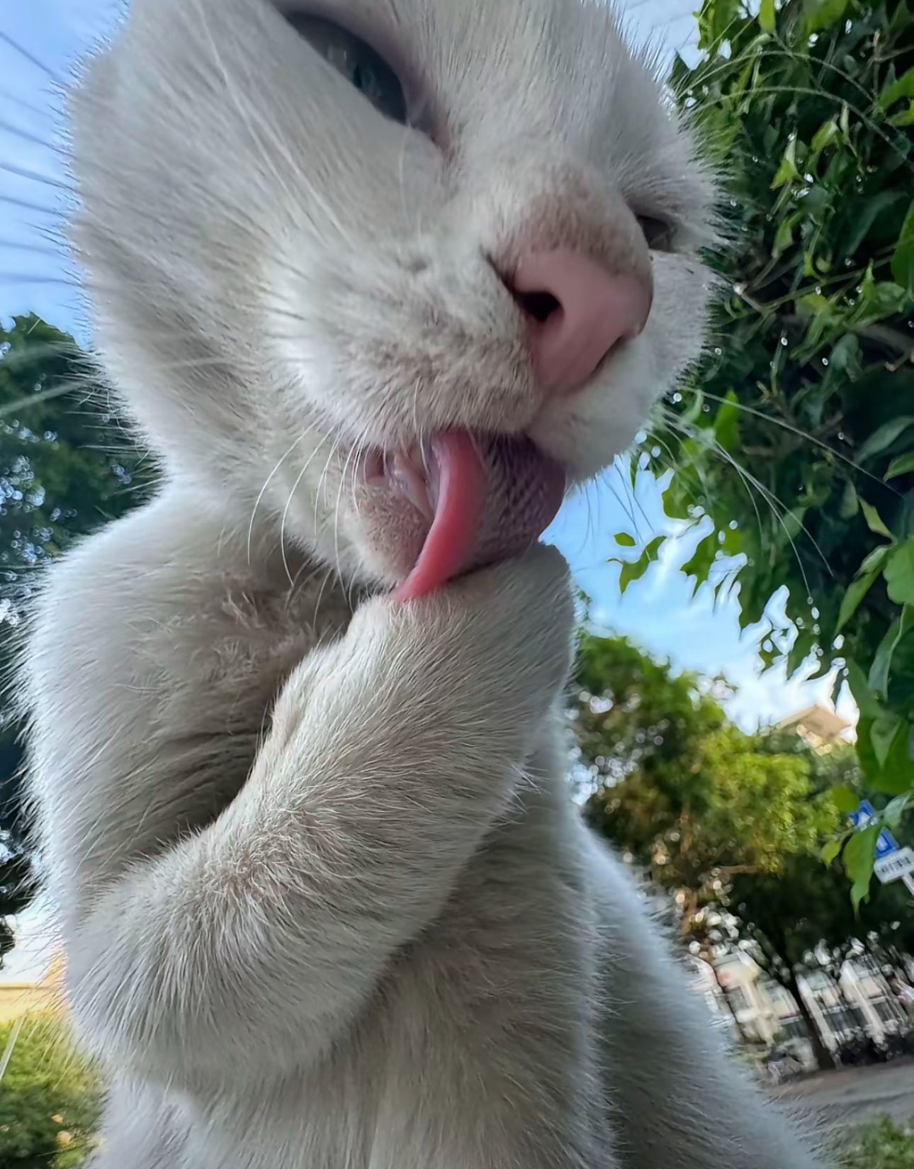 #建议大家多用广角给猫猫拍照# 这样吗？ ​​​