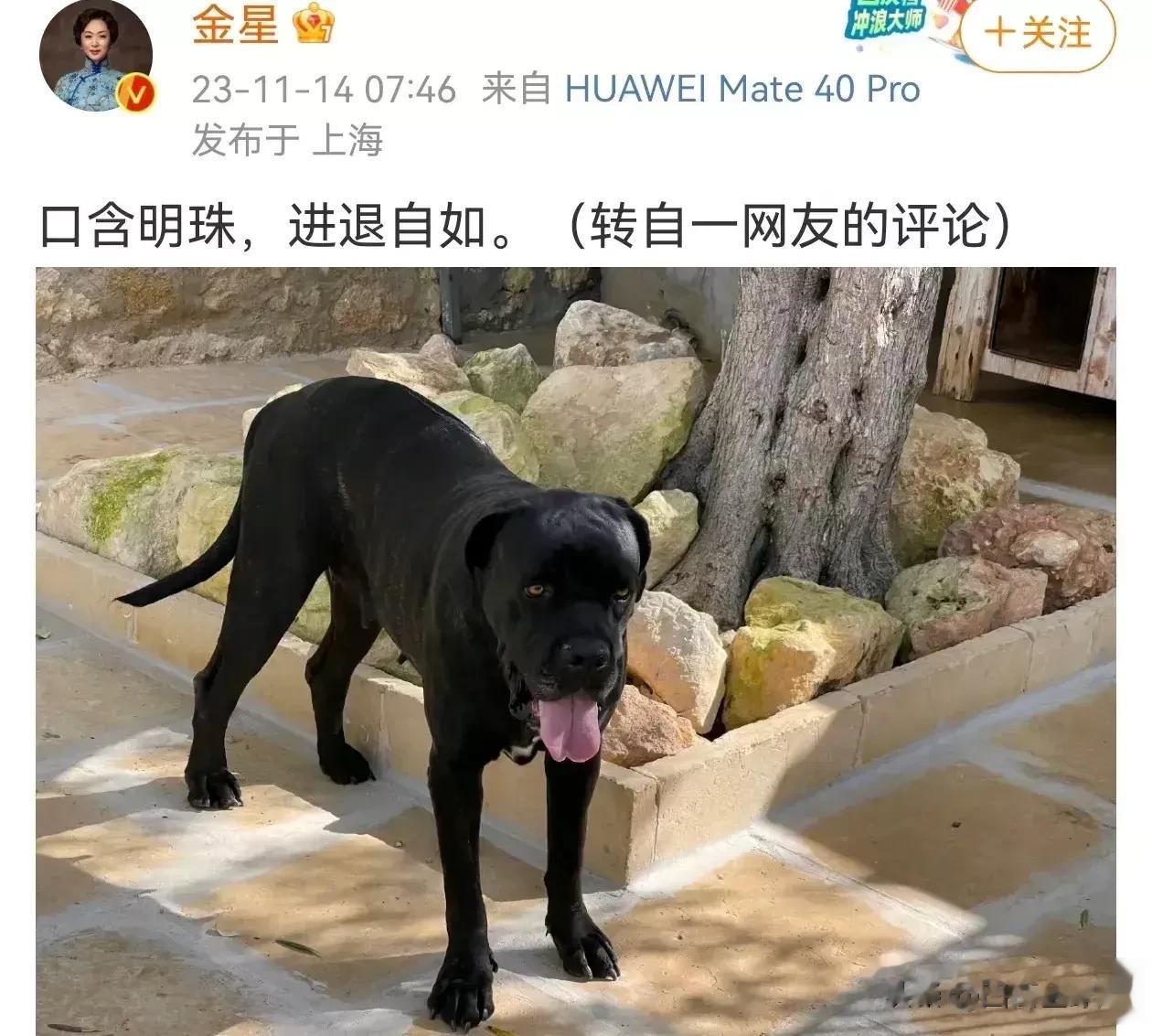 虽然不太懂金星想表达什么意思，但是，我估计董小姐大概率会反击，谁还没有过过去呢？