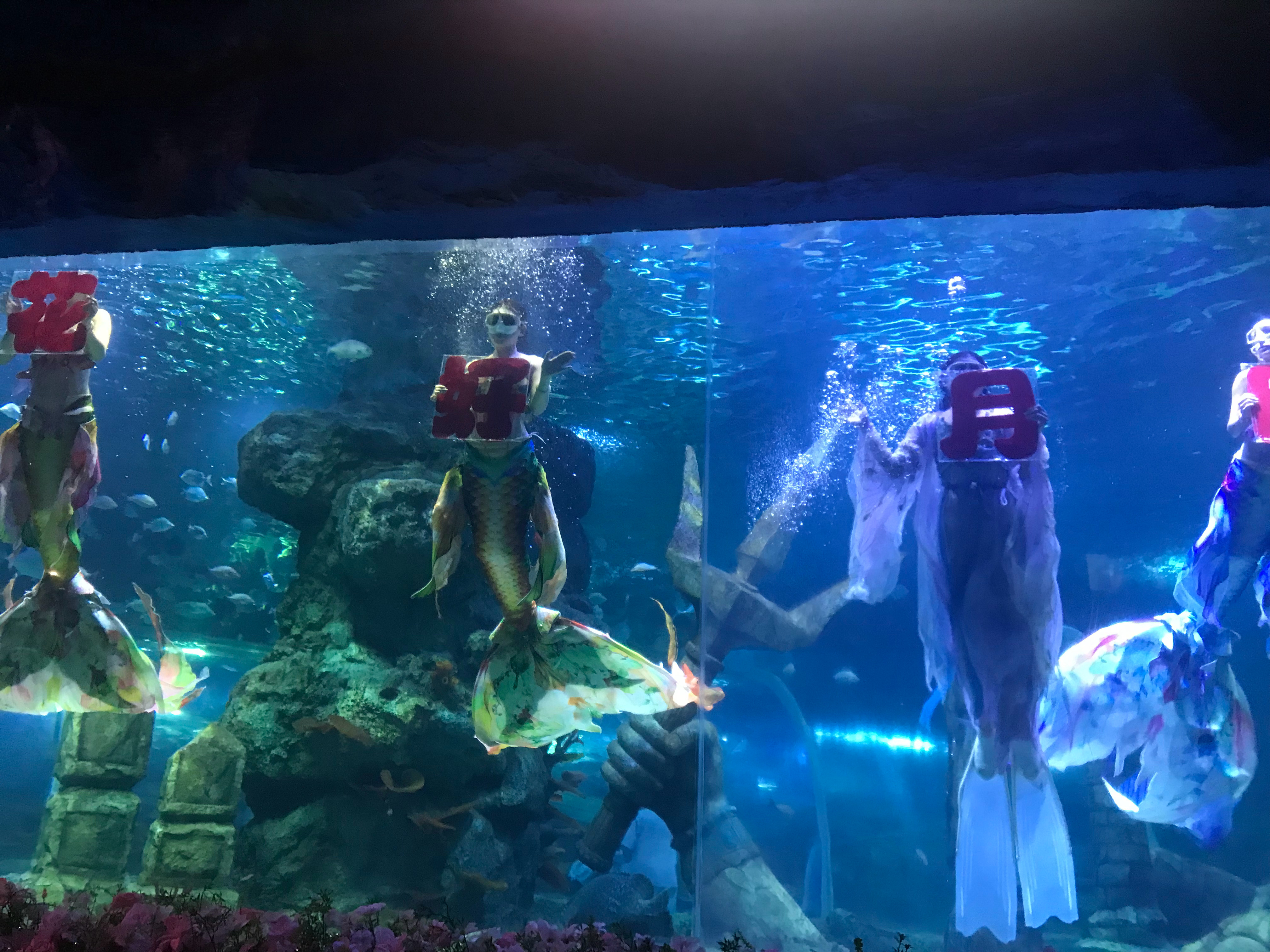 美人鱼 这家水族馆也整中秋花活🧜♀️🧜♀️ 海宁·下沙冰雪海洋世界