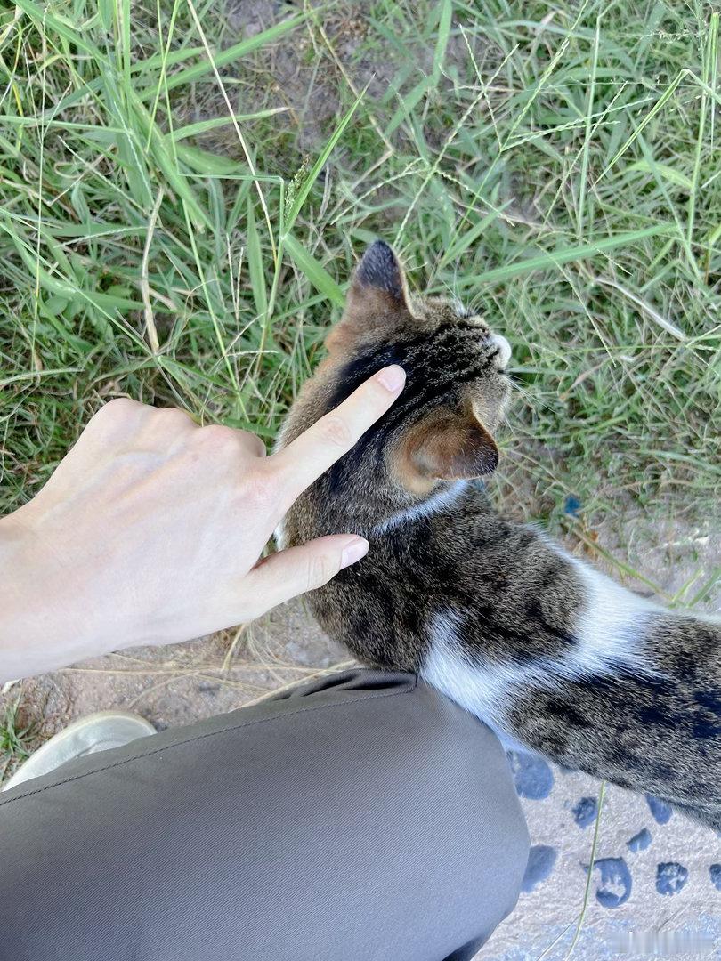 又召唤出一只可以撸的猫 ​​​