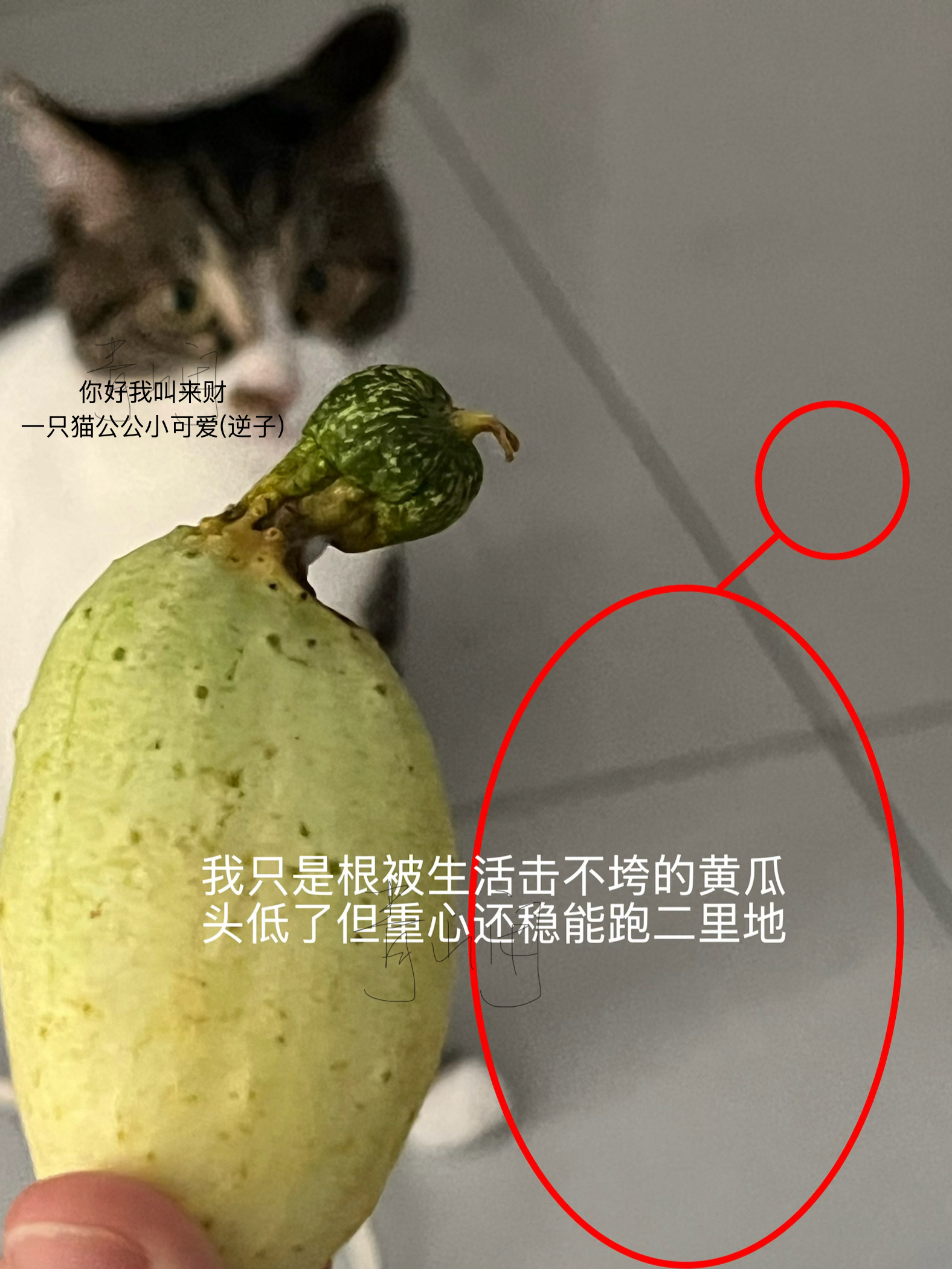 今早发现我家菜地摘回来后放厨房的黄瓜 应该是梅雨季之前一直很热也没能多浇水 但它