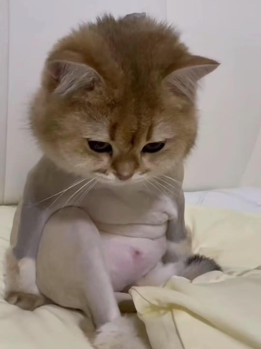 剃完毛感觉猫相都变了 ​​​