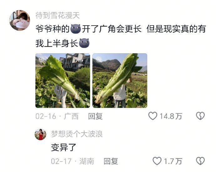老辈子种菜真是没轻没重啊