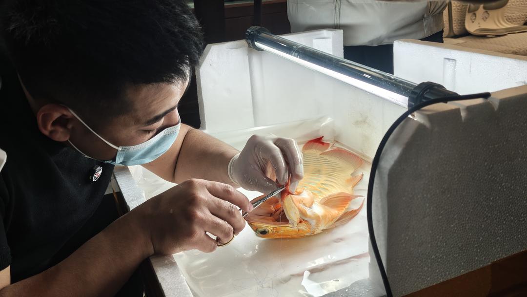 给鱼做“医美”！“95后”临沂小伙练就硬核修鱼绝技