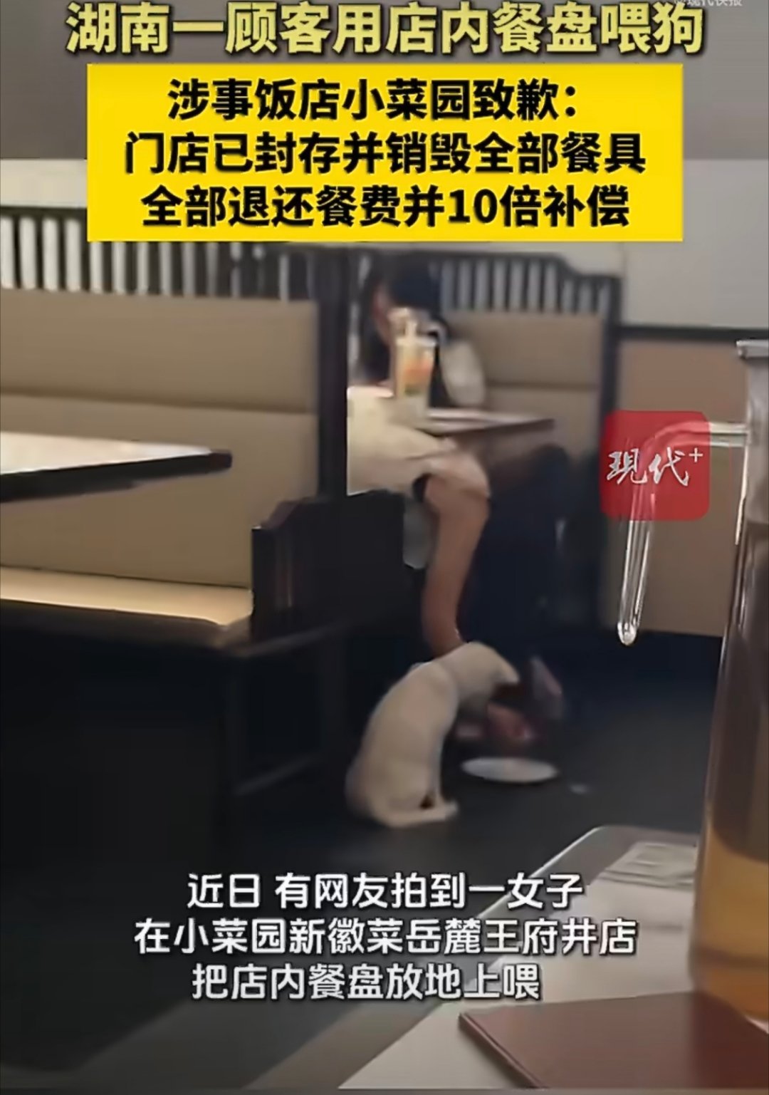 #小菜园致歉# 小菜园长沙门店，顾客用餐具喂狗的行为，主要责任当然是狗主人，太过