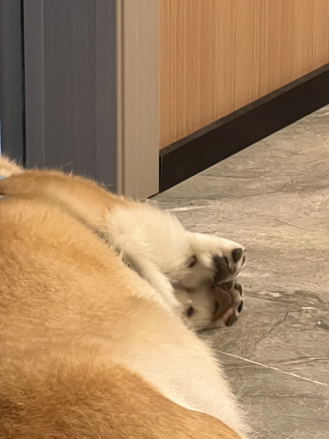 没人告诉我柯基的jiojio这么可爱的呀🥹