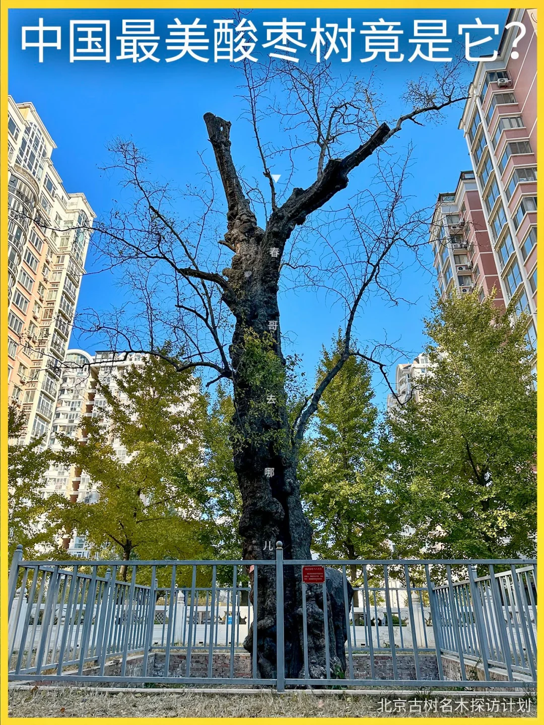 北京小区藏着棵酸枣树王：树龄800岁世所罕见