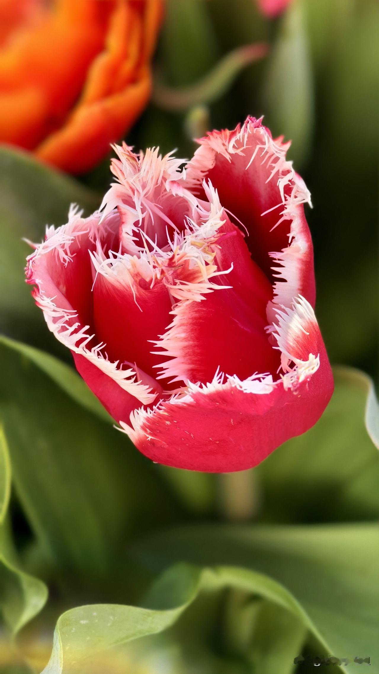 刚刚拍的郁金香。
荷兰郁金香正在开放，你觉得这种郁金香怎样？漂亮吗？