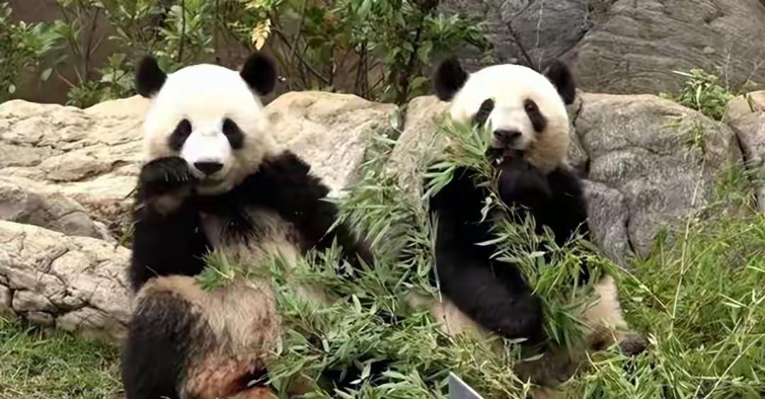 熊猫归乡：和平使者的温暖与正义的坚守

“晓晓”“蕾蕾”即将启程回祖国，这两只旅