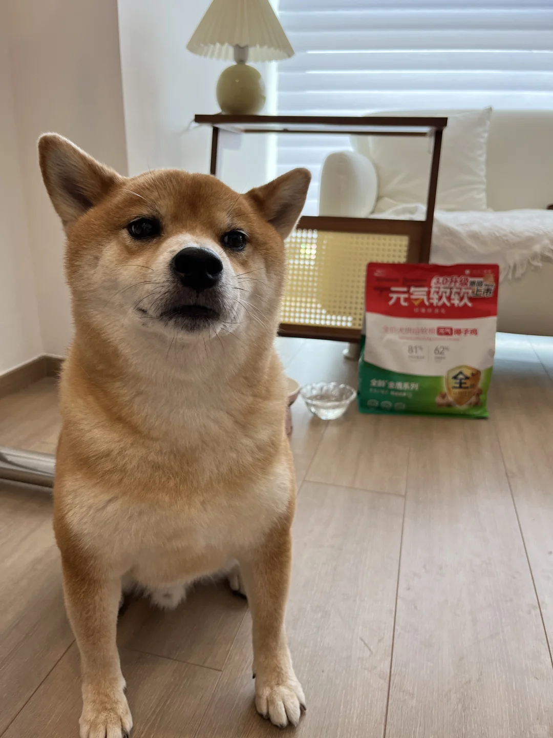 狗狗也逃不出的椰子鸡宿命？？！！