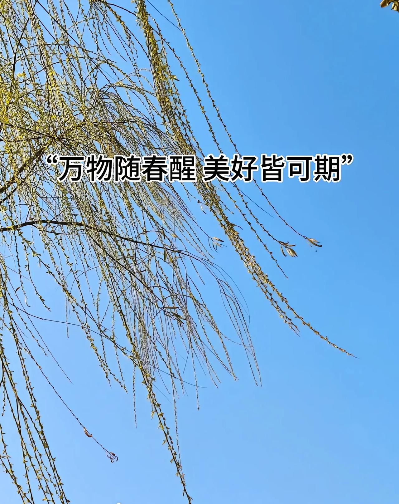 春风一吹，心里的心愿也跟着软乎乎发了芽。不求轰轰烈烈，只盼日子慢慢向好：想赴一场