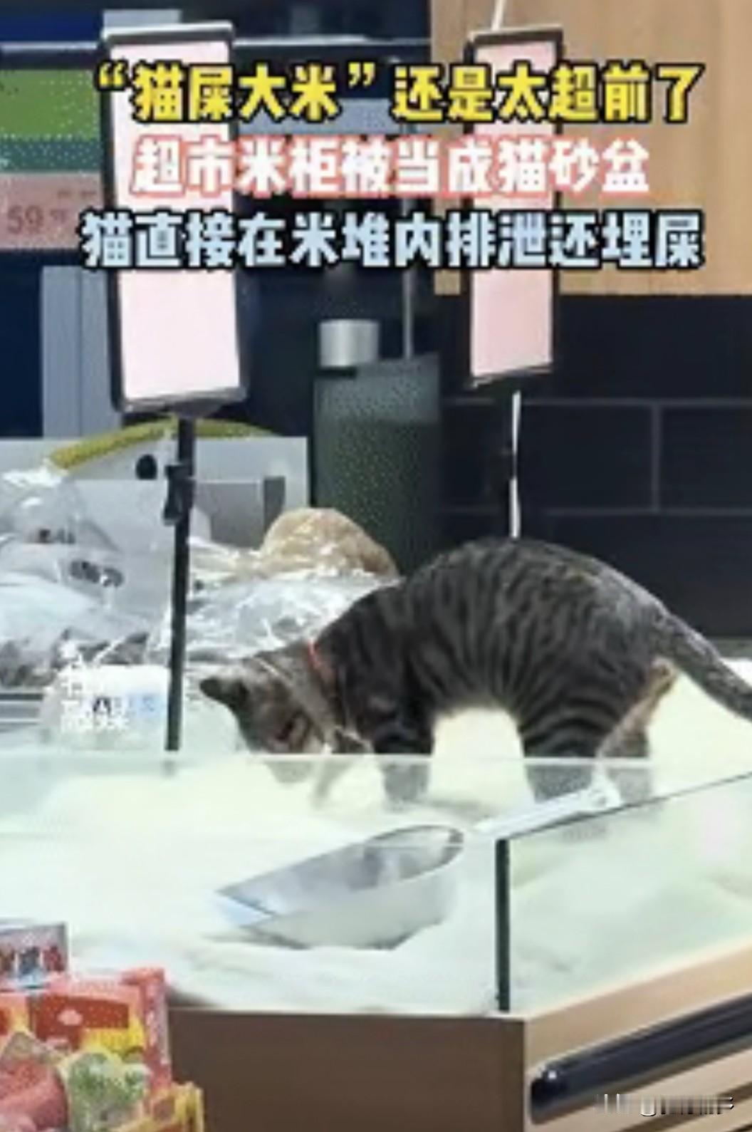 恶心！猫咪竟然在散装大米里上厕所！12月18日，一网友发布了一条恶心视频，福建某