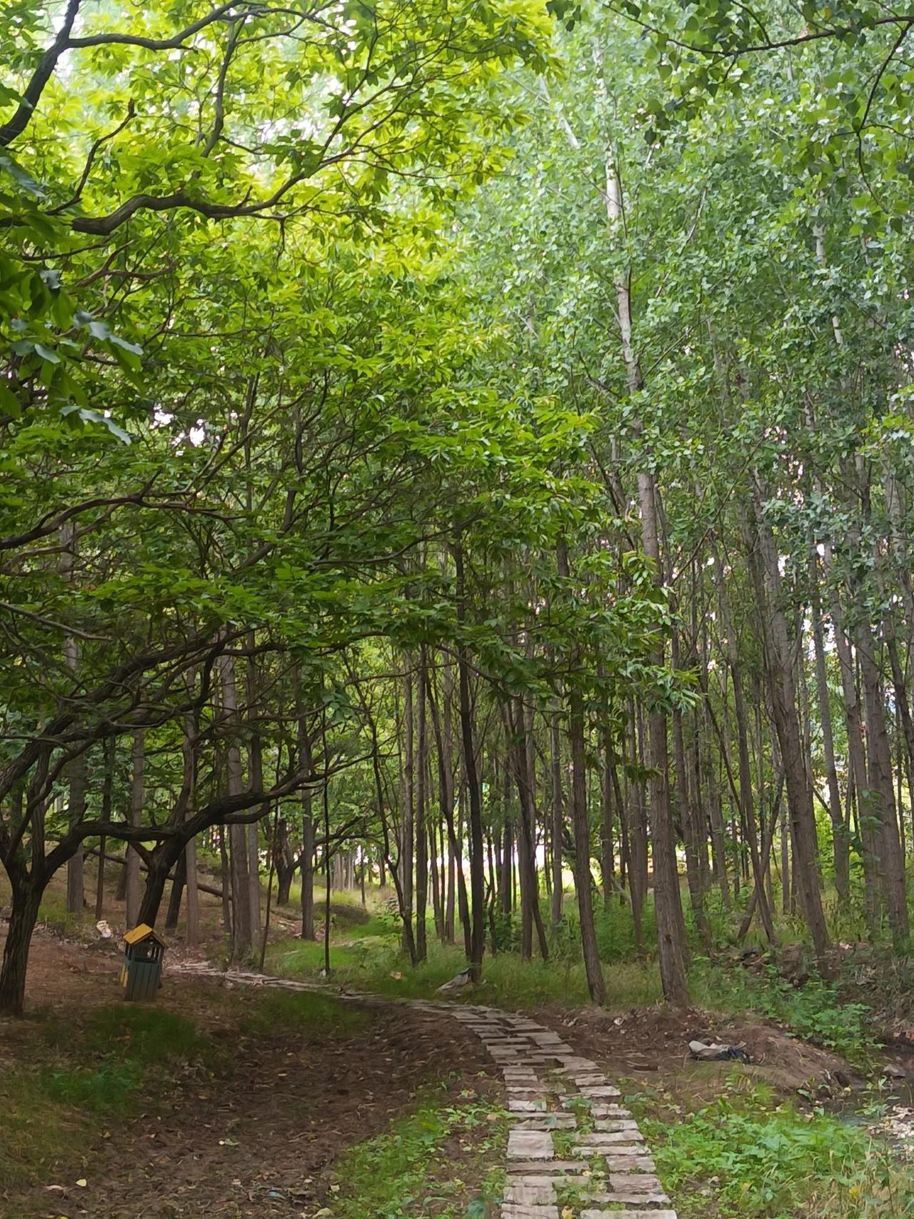 蝶恋花•此情正对丝丝雨
方方




清影轻摇林荫处，溪水弯弯，喜鹊鸣高树。两只