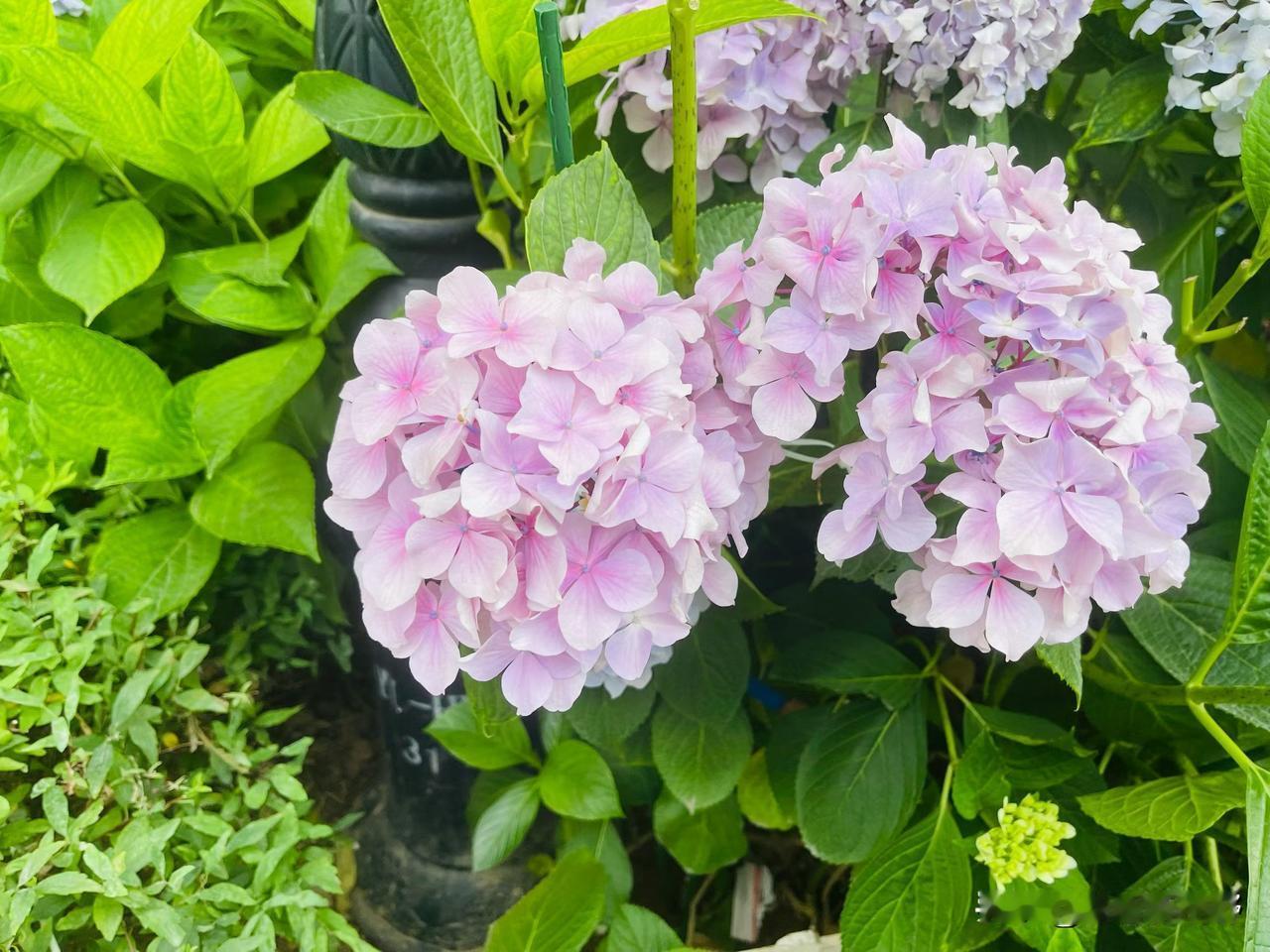 粉嫩的绣球花，浪漫满园！🌸🌸🌸为什么要尊重别人 西安必吃美食推荐 淡雅绣球