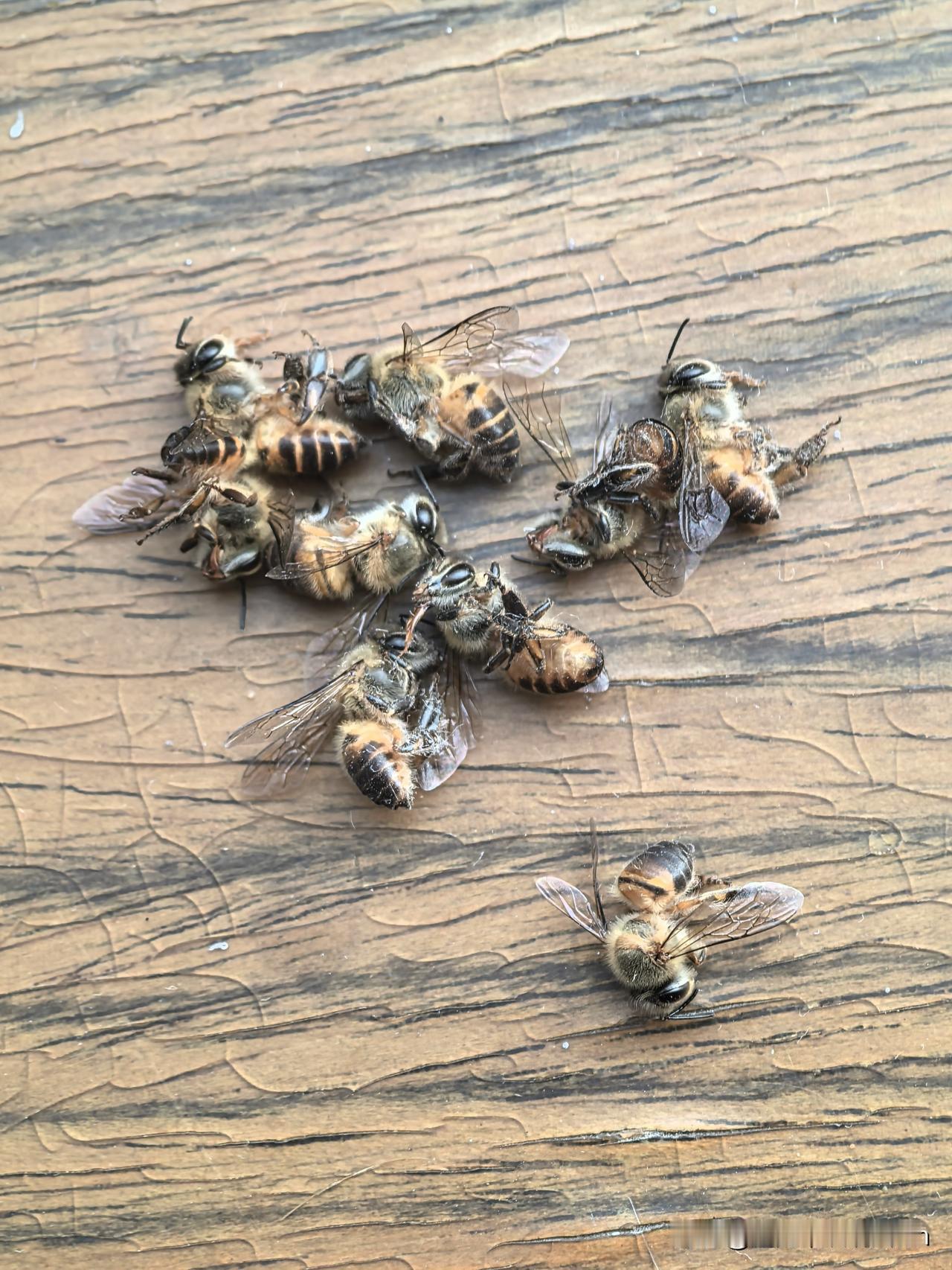 看到这些无辜受害的蜜蜂，想说几句:
最近一个多星期，每天在家打扫卫生，都发现不少