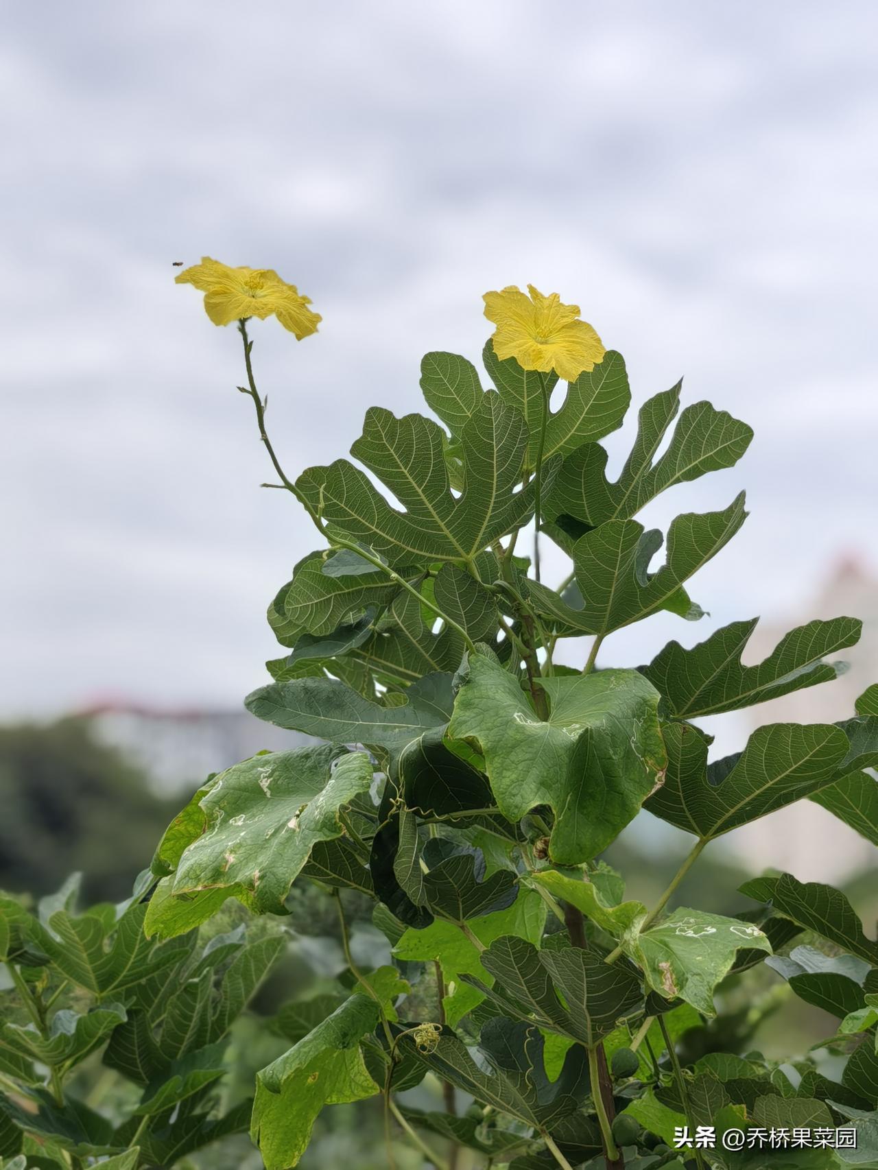 种地的土壤特别是花盆里、花地里，只有富含腐殖质，土壤才会更疏松透气。

花卉类植