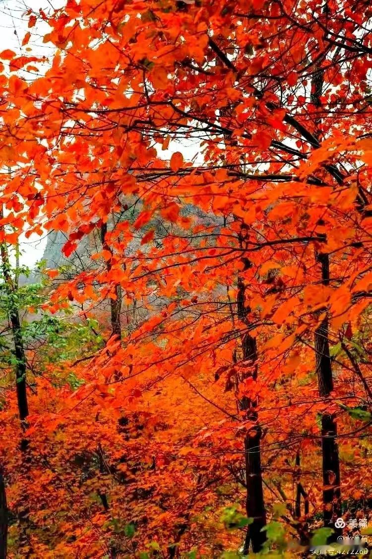铜川红叶