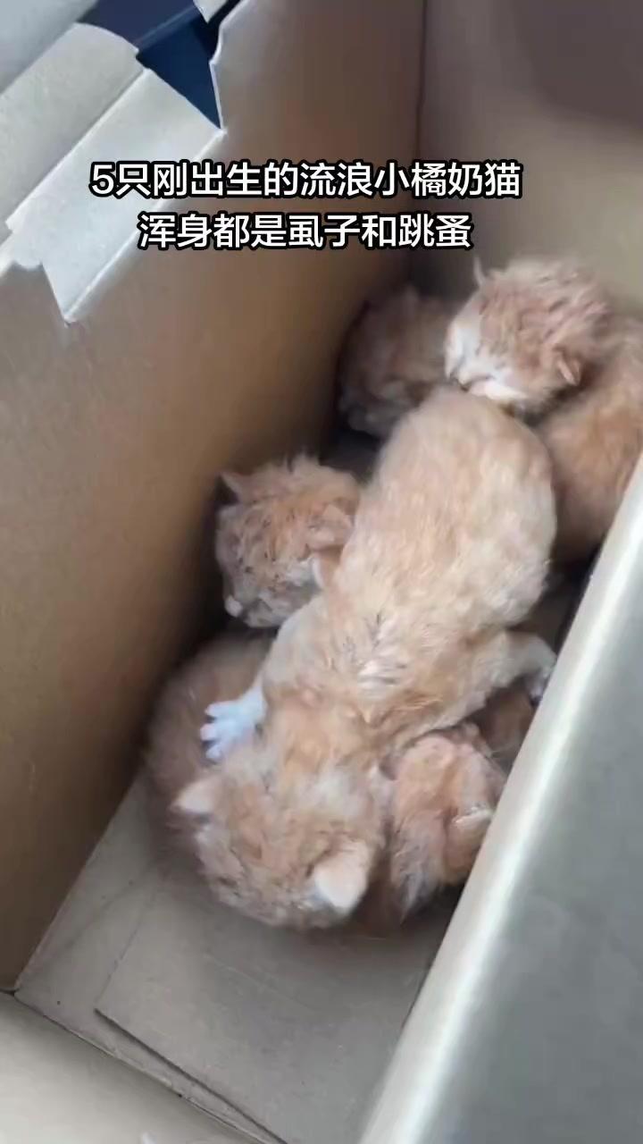 流浪猫妈妈扔幼崽进垃圾桶？静姐救了它们！
🖤小奶猫浑身虱子跳蚤，被装在小盒子里