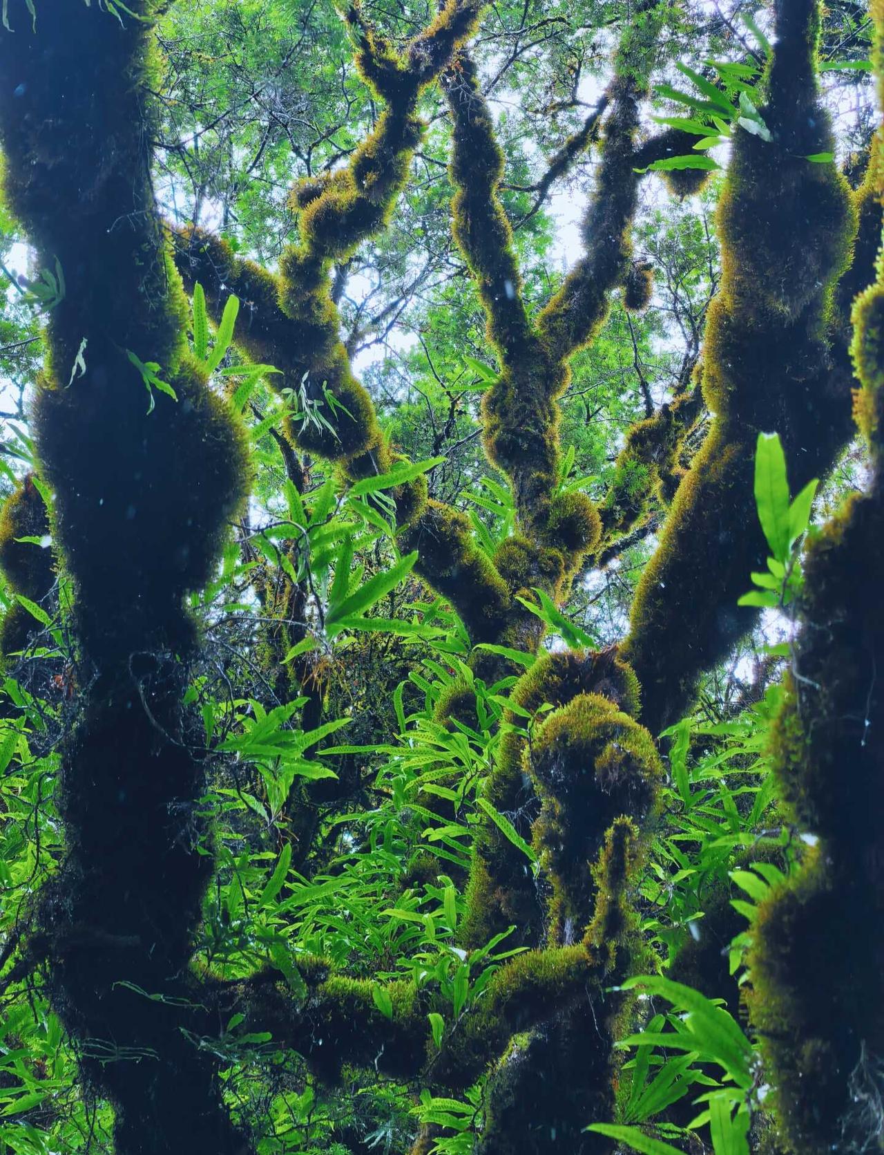在腾冲高黎贡，走进现实版绿野仙踪🍃
毛毛球瀑布线｜5km轻松徒步
苔藓古树｜山