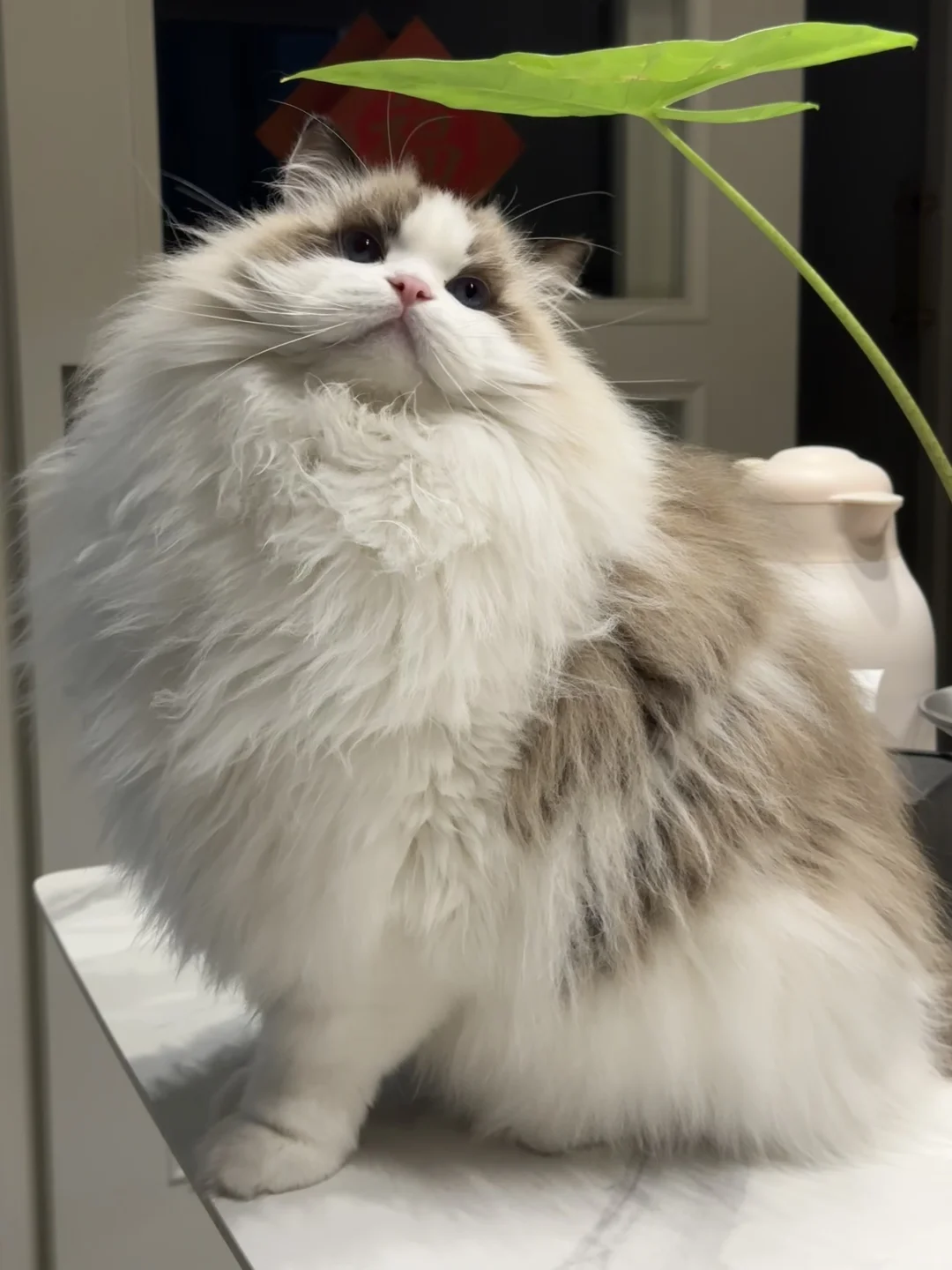 妈妈说懂事的小猫会自己穿毛衣