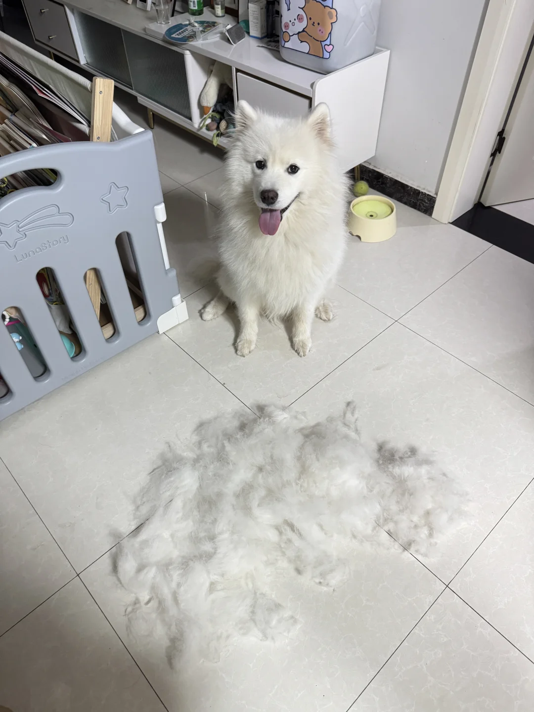 我们傻么耶才不会掉毛呢！！
