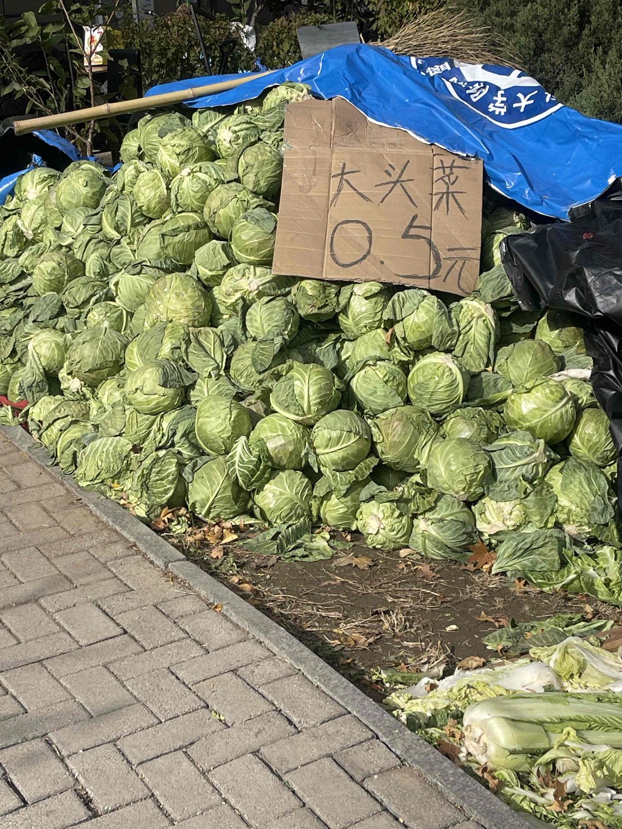 这菜是叫“大头菜”吗？
一般东北都是叫：
旮旯白、卷芯菜。