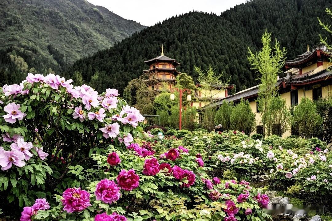 四川最好看的牡丹，这些天开得正艳，五一还有，成都不远
唯有牡丹真国色，花开时节动