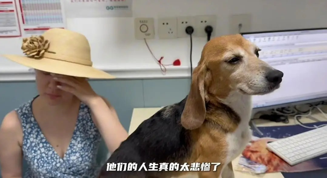 杜江霍思燕收养实验犬，贴心照料并给它取名“珍珠” 。近日，杜江与霍思燕夫妇带着一