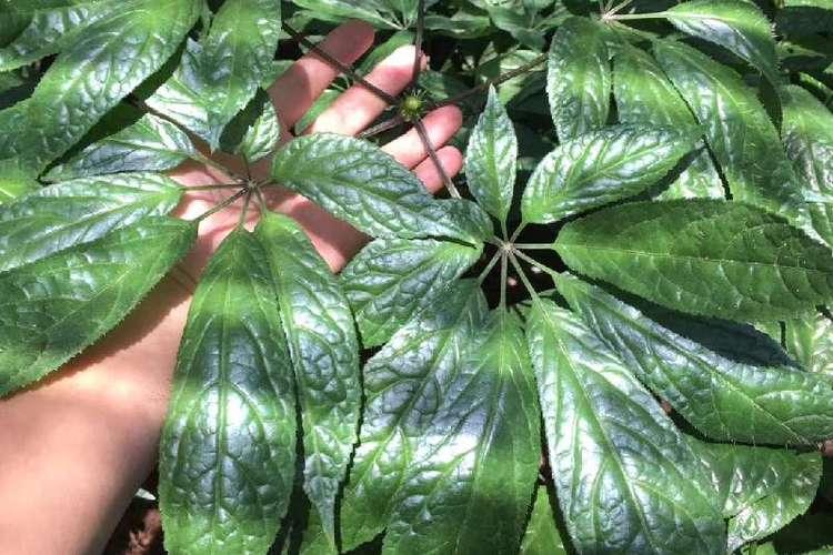 【失眠没必要开一大包药，试试这两片叶子代茶饮】

不寐症俗称失眠，通常表现为睡眠