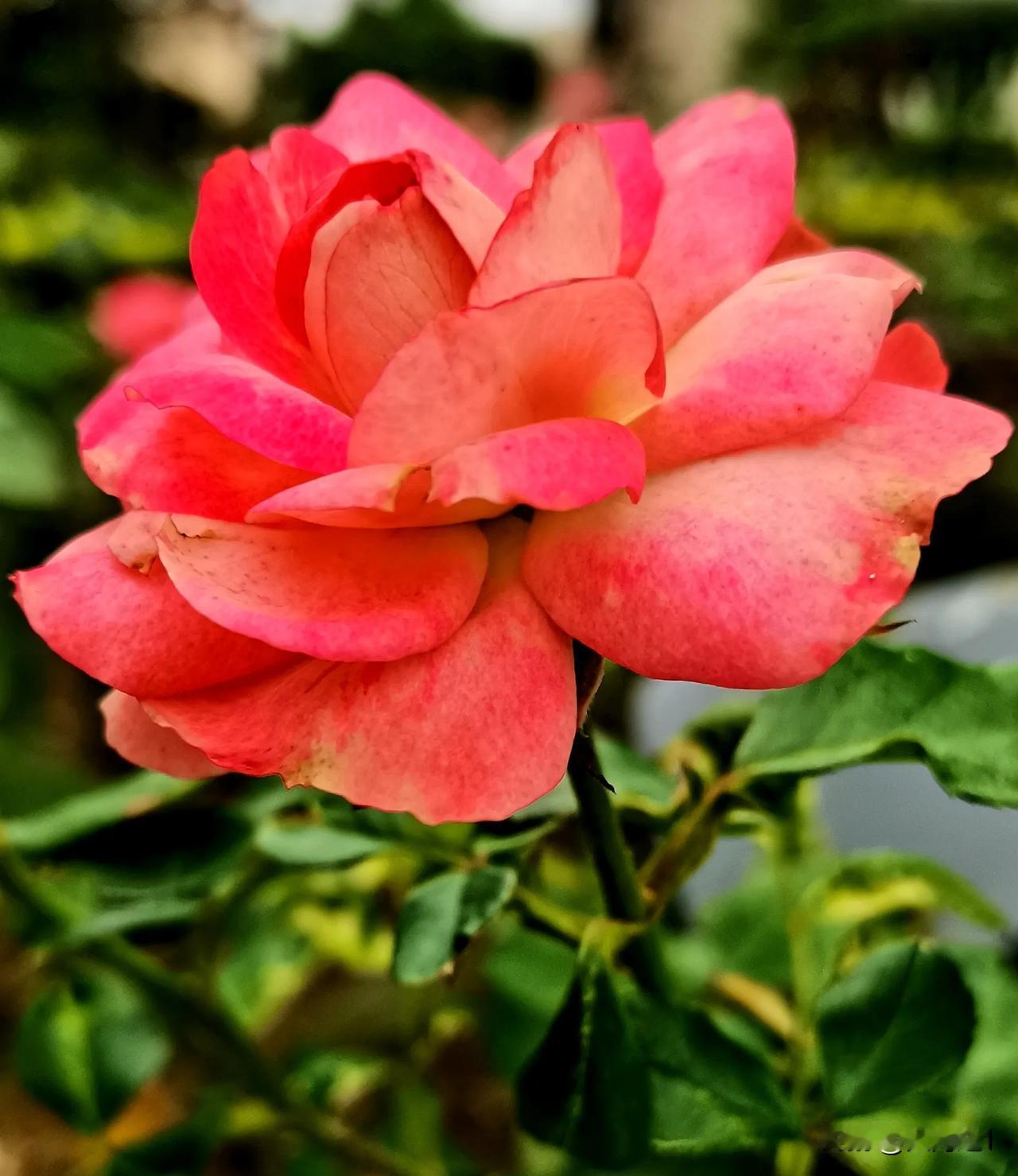#拍一张今天的月季美照#
（原创）
宛如莲花台 月季花赏析
