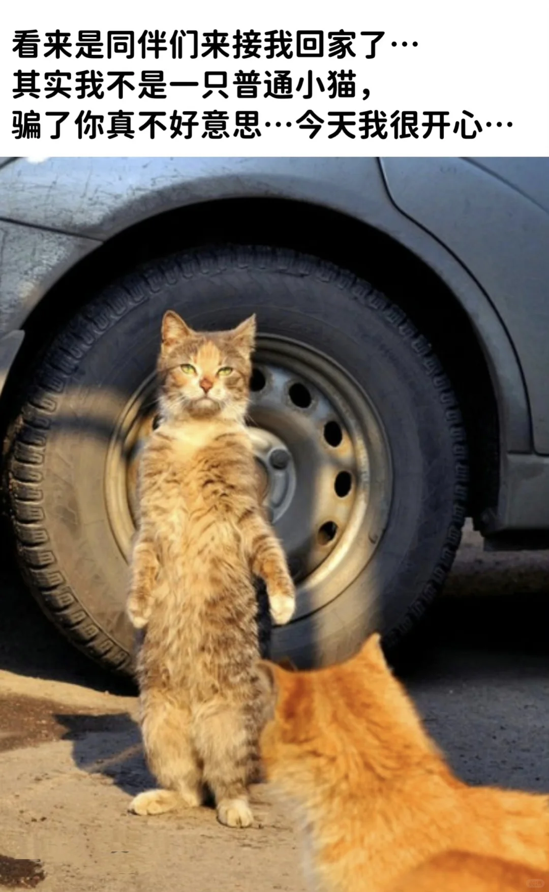 今日份的猫猫梗图🐾发光咪咪带我走🥺