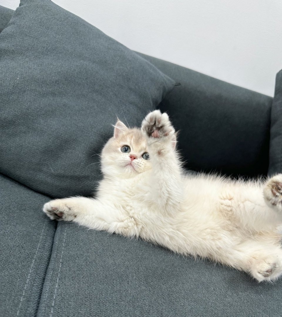 好好养宠的一年宠物年度结算时刻✨ 小胖蓝金的治愈萌趣日常年度时光账本翻到最软萌的