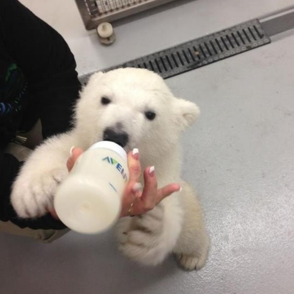 𝗣𝗼𝗹𝗮𝗿 𝗕𝗲𝗮𝗿北极熊宝宝🐻‍❄️ ​​​