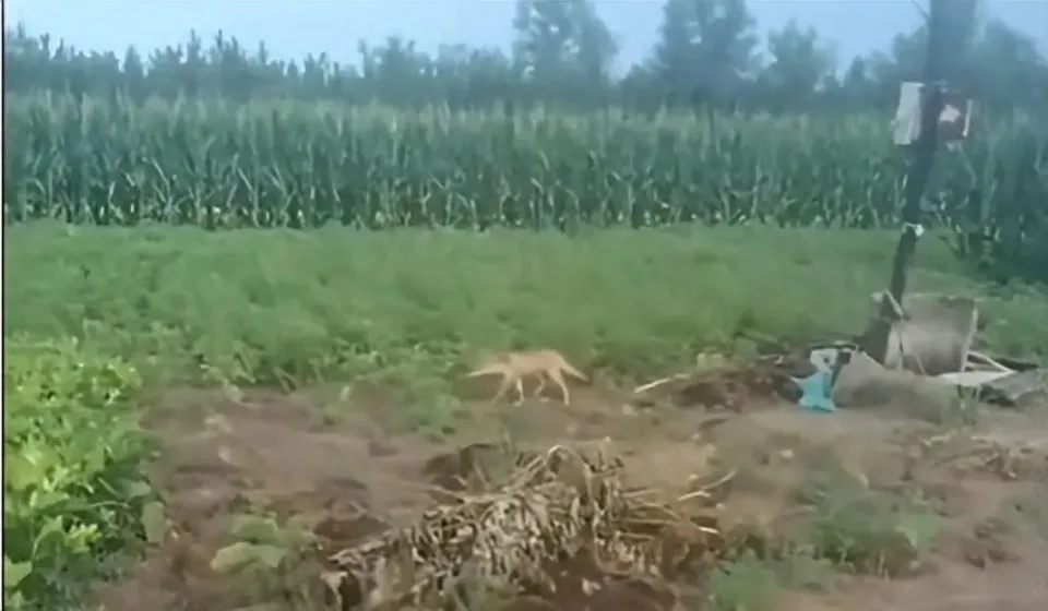 陕西榆林青云镇有狼外逃？当地回应：是狼犬，目前击毙6条，未逃