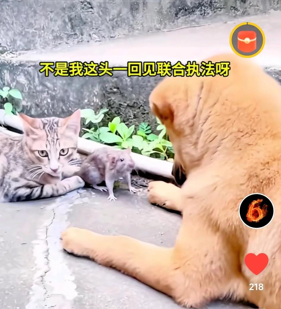 关于【联合执法】[捂脸]
鼠🐭：我头次见“联合执法”[捂脸]…
（亏主播想的出