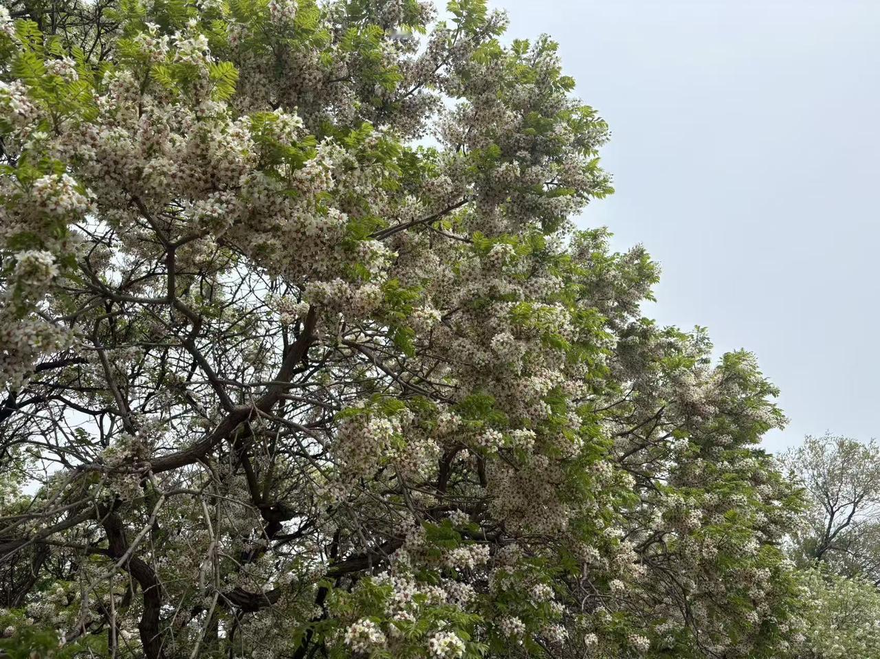 。

 
- 别名：文冠果、崖木瓜、状元花
- 科属：无患子科文冠果属（中国特有