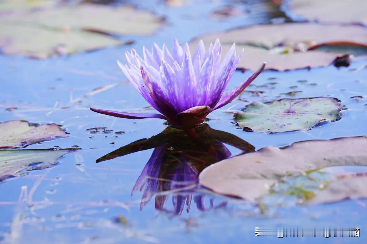 那把刀，那么快、那么亮、那么暖？
 
四月十八，清早八点。
 
猫仔刚把早晨醒来