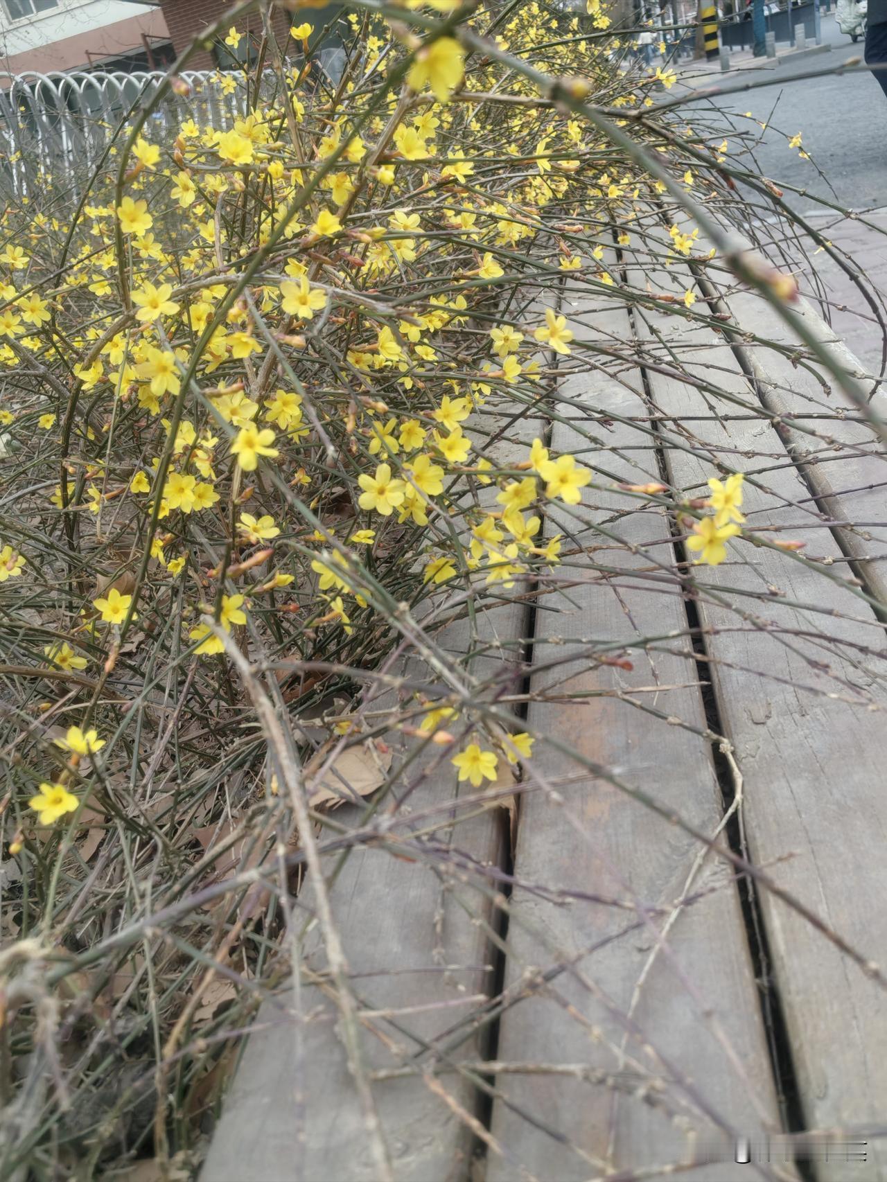走在路上突然瞥见迎春花开了，那一片片金黄瞬间点亮了我的眼睛。这一抹亮色，仿佛是春
