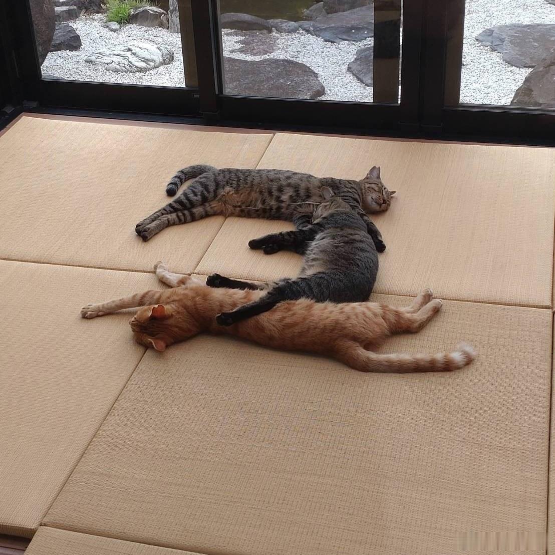 睡成猫（日文：ネ【コ】）样 