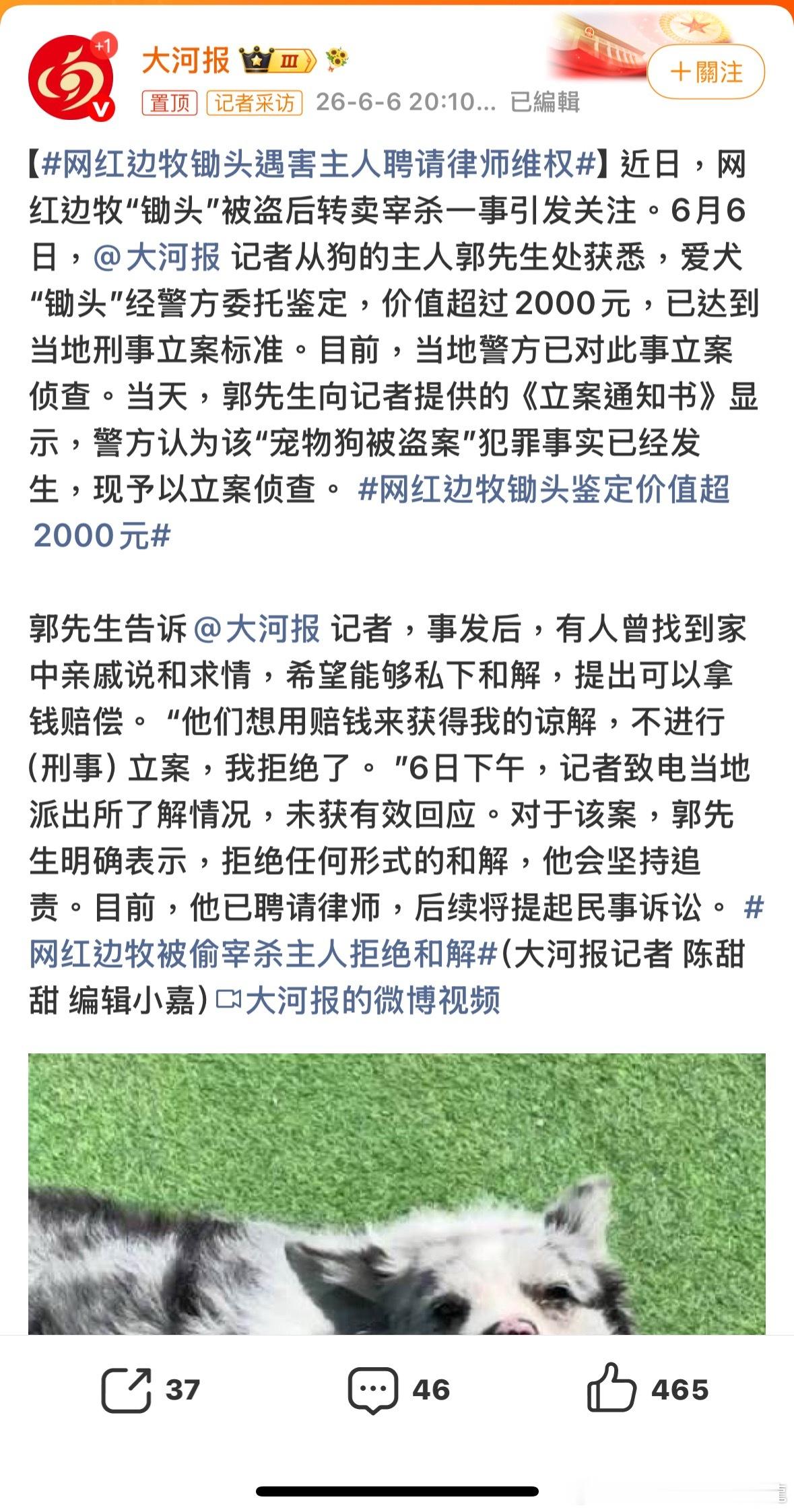 必須告到有人坐監為止看看偷狗賊的嘴臉，支持不和解，支持維權网红边牧锄头鉴定价值超