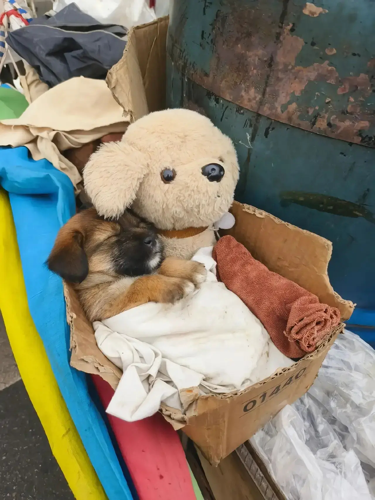 小蜜薯曾经是一条流浪小狗，如今它有家有主人疼有幸福了，愿善良的人都有好报。一位卖