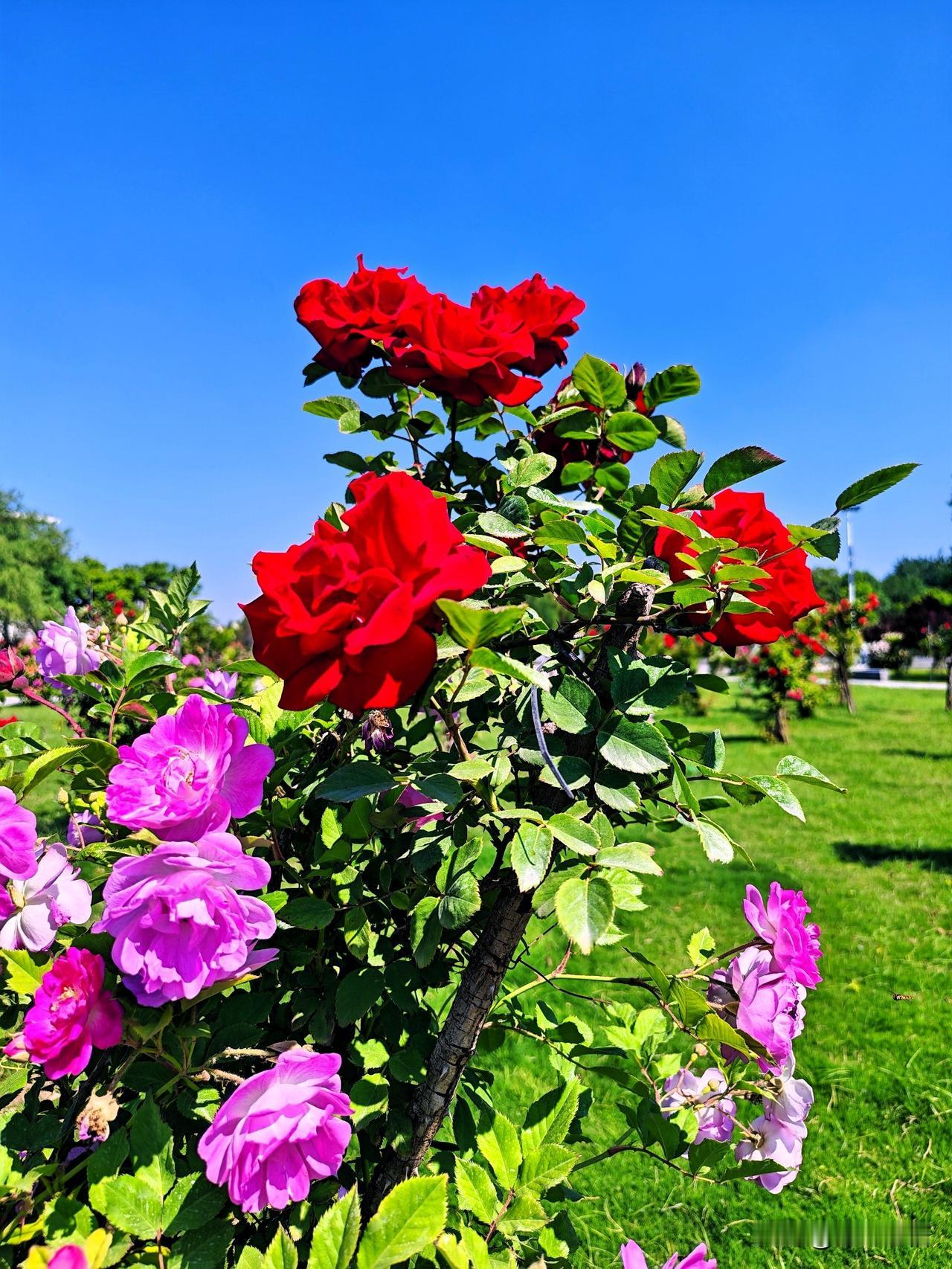 阳光下的浪漫花园，红月季与紫花相映成趣。🌹🌸