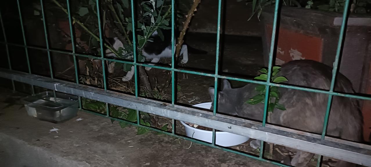 那只口炎玳瑁流浪猫已经好几天没有在垃圾站出现了，真是让人担心啊！这片区域随着老鼠